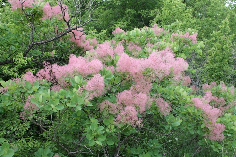 Image of Cotinus coggygria specimen.