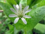 Stellaria nemorum