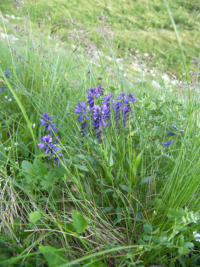 Image of Polygala caucasica specimen.