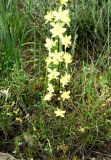 Delphinium semibarbatum. Цветущее растение. Копетдаг, Чули. Май 2011 г.