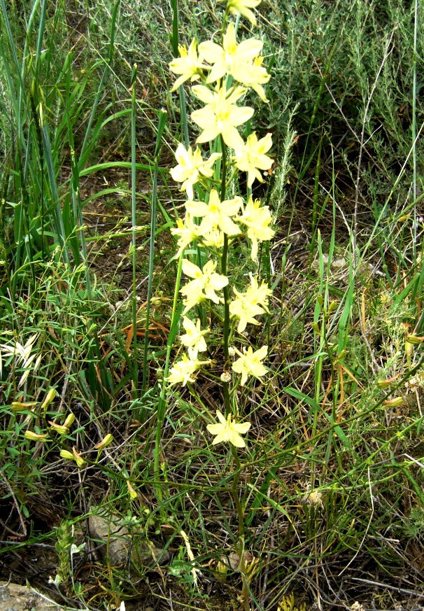 Image of Delphinium semibarbatum specimen.