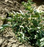 Caccinia macranthera. Плодоносящее растение. Копетдаг, Чули. Конец мая 2011 г.