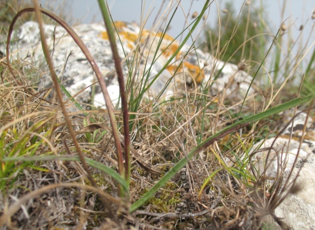 Изображение особи Plantago atrata.