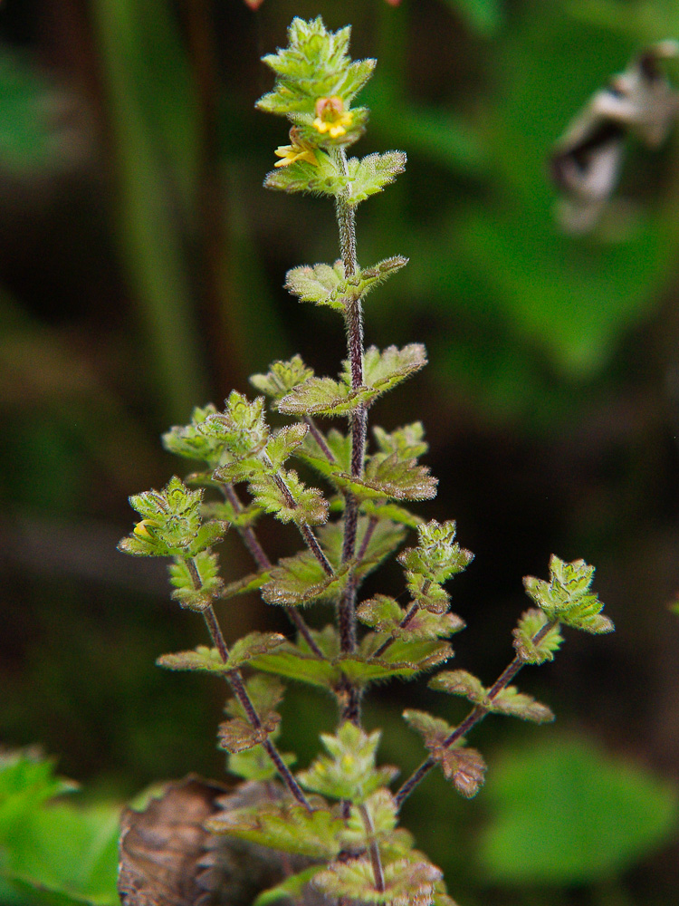 Image of Euphrasia mollis specimen.