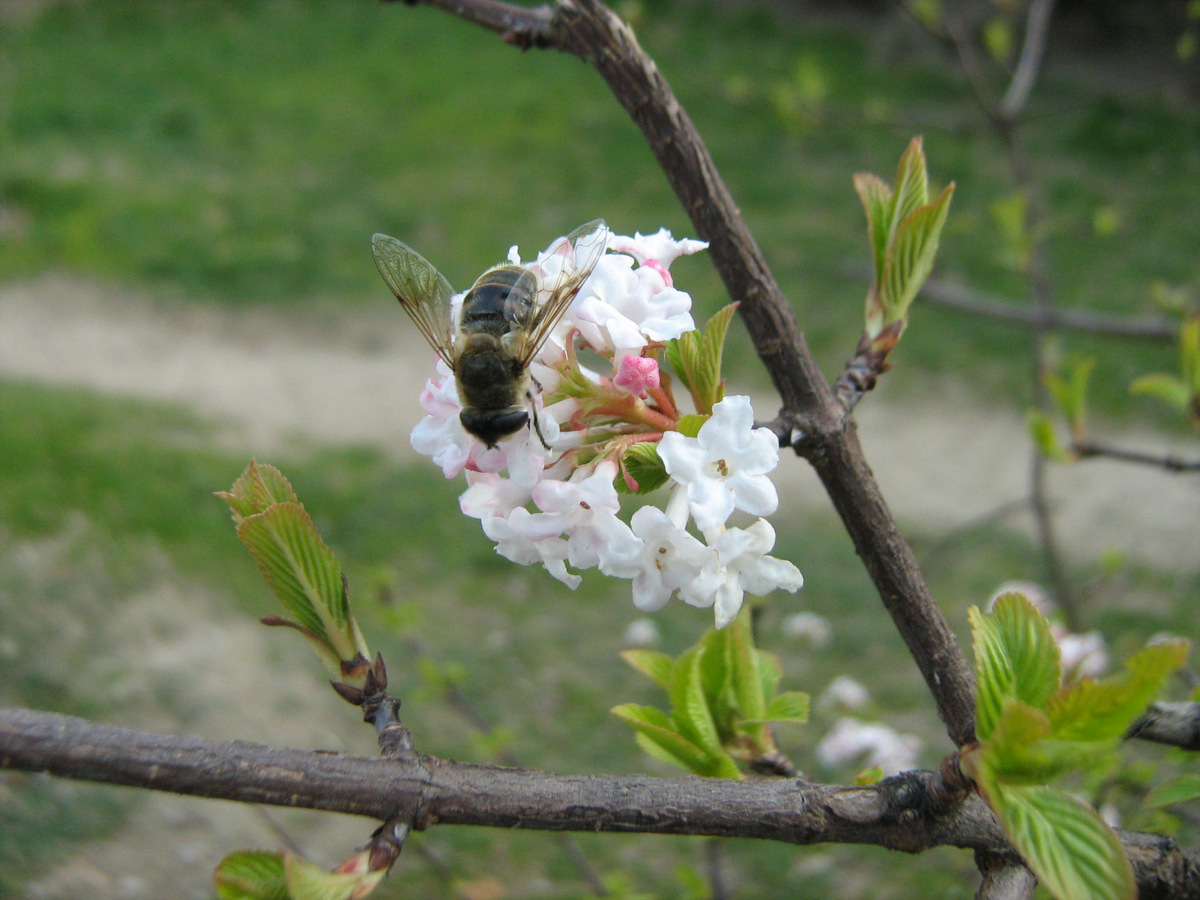 Image of Viburnum &times; bodnantense specimen.