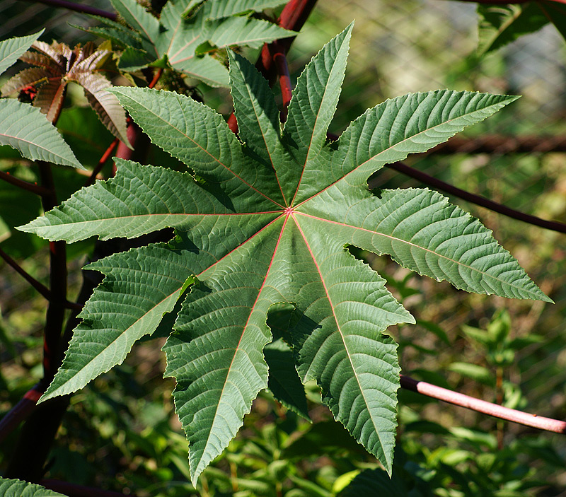 Изображение особи Ricinus communis.