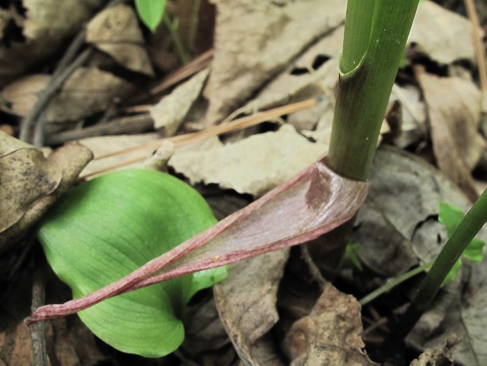 Изображение особи Arisaema amurense.