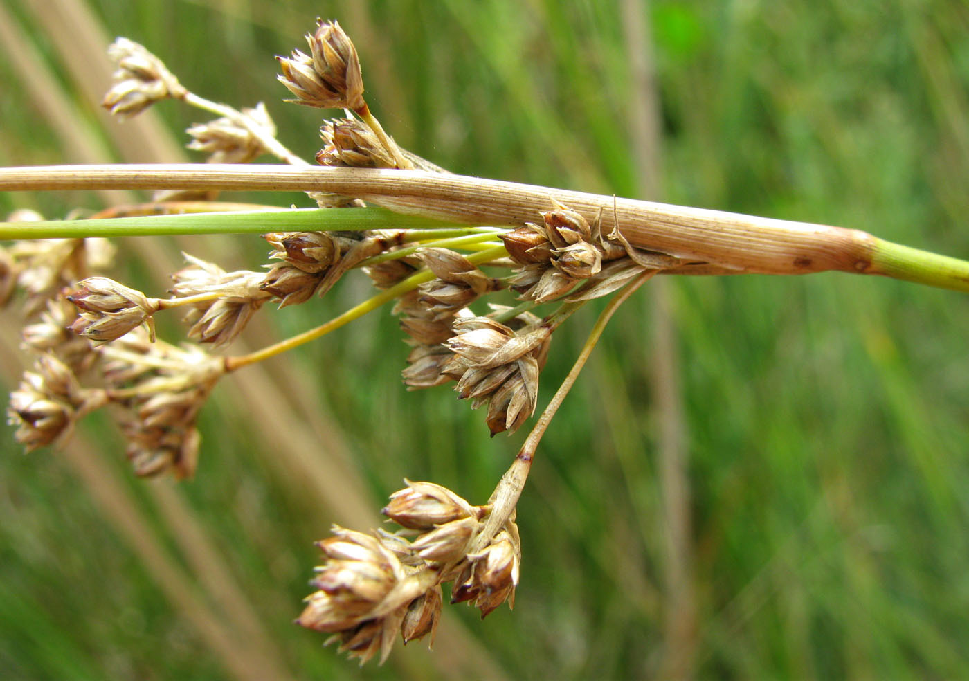 Image of Juncus maritimus specimen.