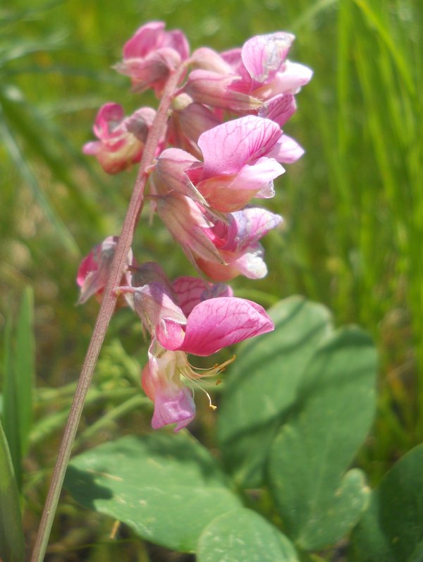 Изображение особи Lathyrus pisiformis.