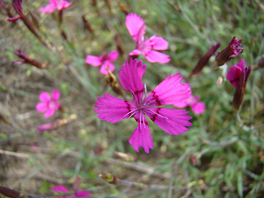 Изображение особи Dianthus deltoides.