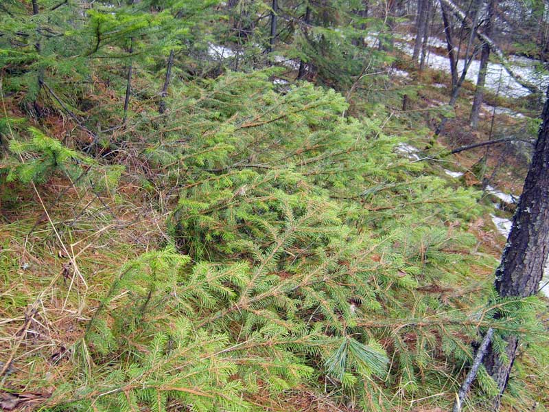 Изображение особи Abies sibirica.