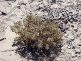 Cleome droserifolia. Взрослое растение в каменистой пустыне. Израиль, Эйлатские горы. 07.06.2012.