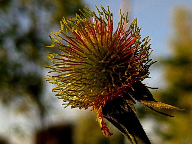 Изображение особи Geum aleppicum.