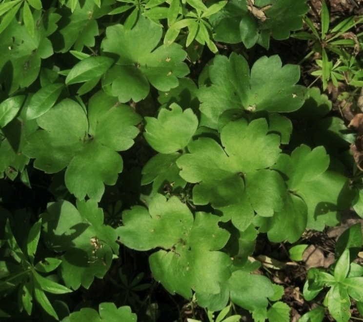 Image of Hepatica transsilvanica specimen.