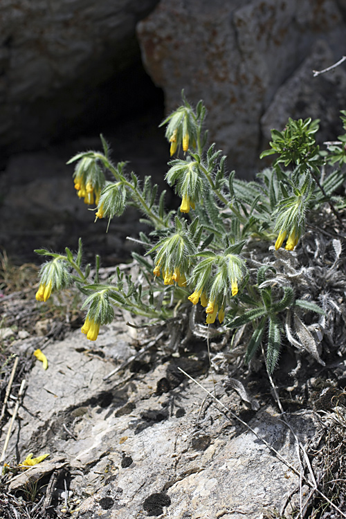 Image of Onosma irritans specimen.