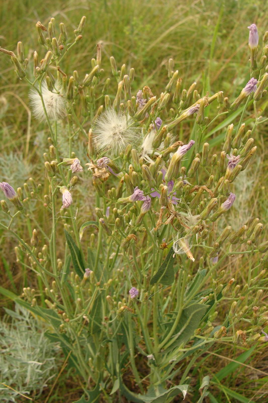 Image of Lactuca tatarica specimen.