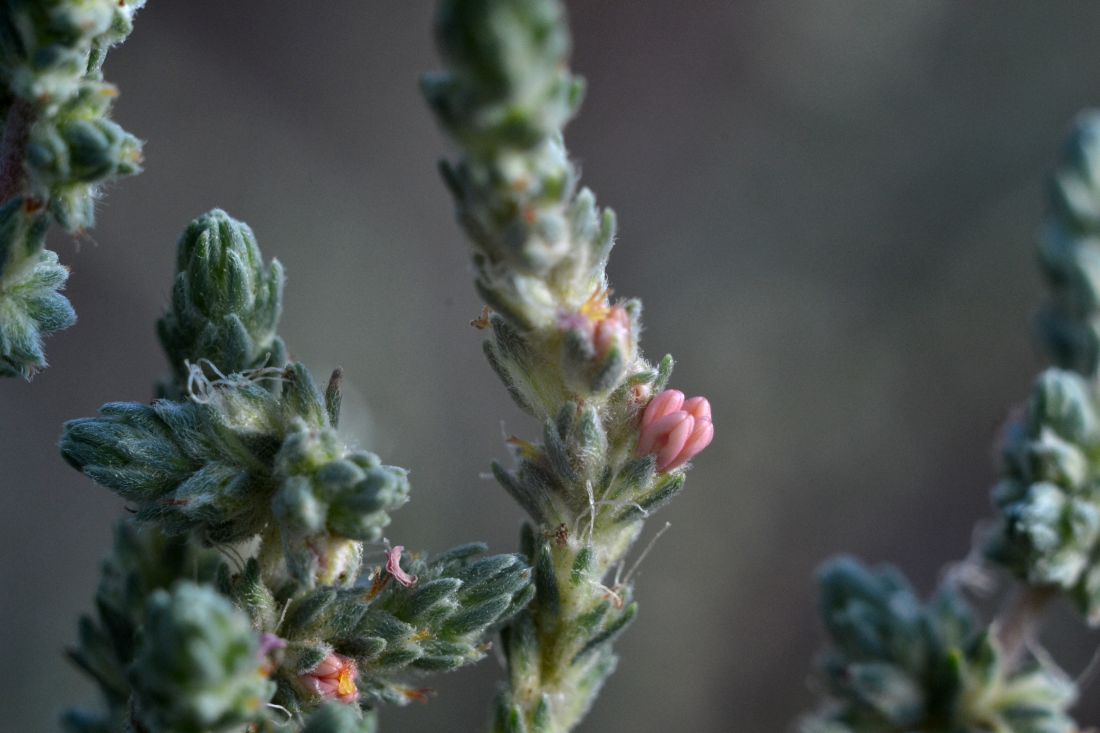 Изображение особи Camphorosma monspeliaca.