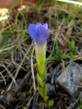 Смотреть изображение Gentianopsis ciliata