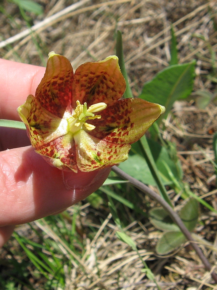 Изображение особи Fritillaria meleagris.