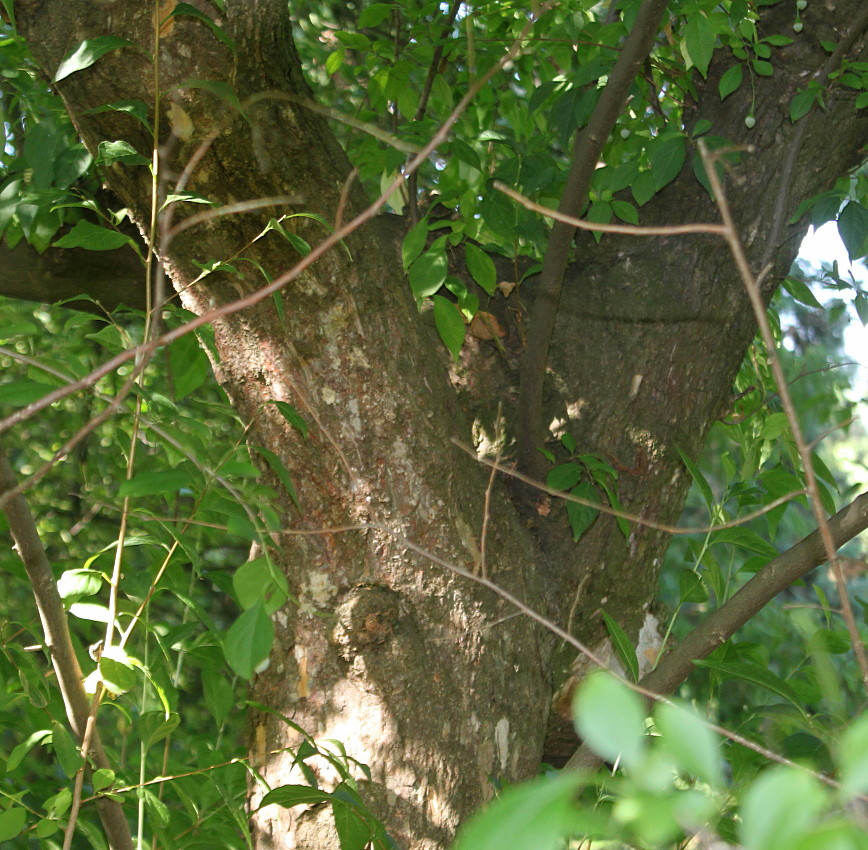 Изображение особи Styrax japonicus.