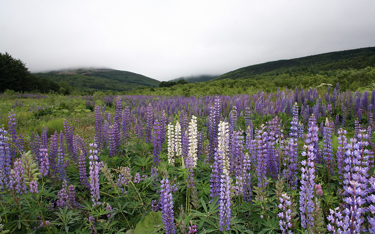 Изображение особи Lupinus &times; regalis.