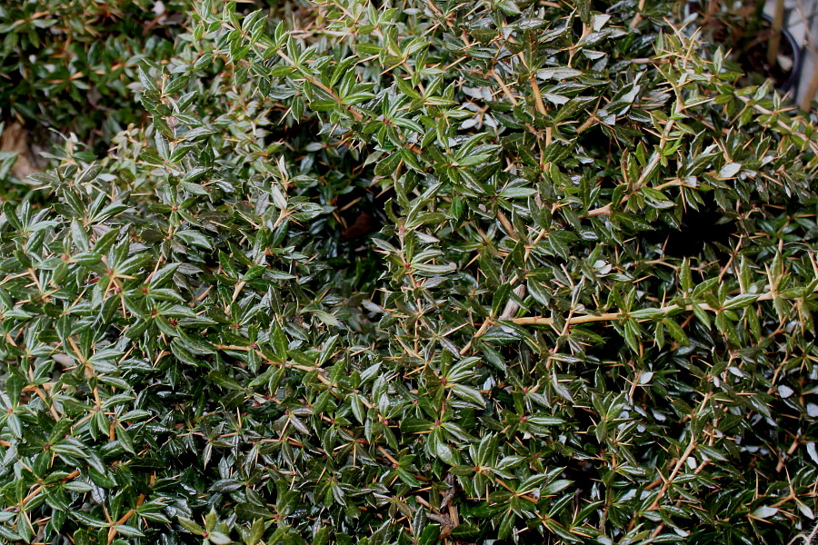 Image of Berberis candidula specimen.