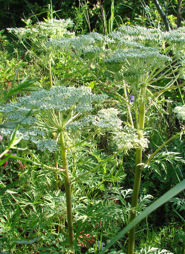 Image of Pleurospermum uralense specimen.