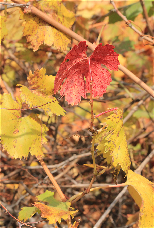 Изображение особи Vitis vinifera.