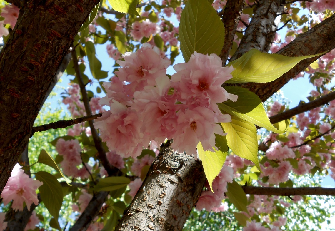 Image of Prunus serrulata specimen.