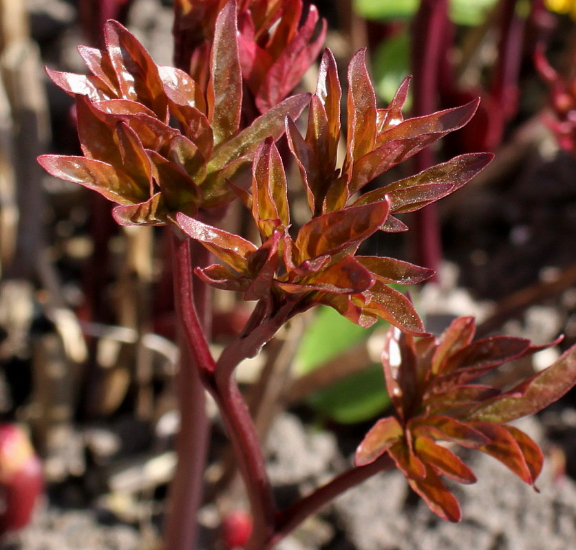 Image of Paeonia lactiflora specimen.