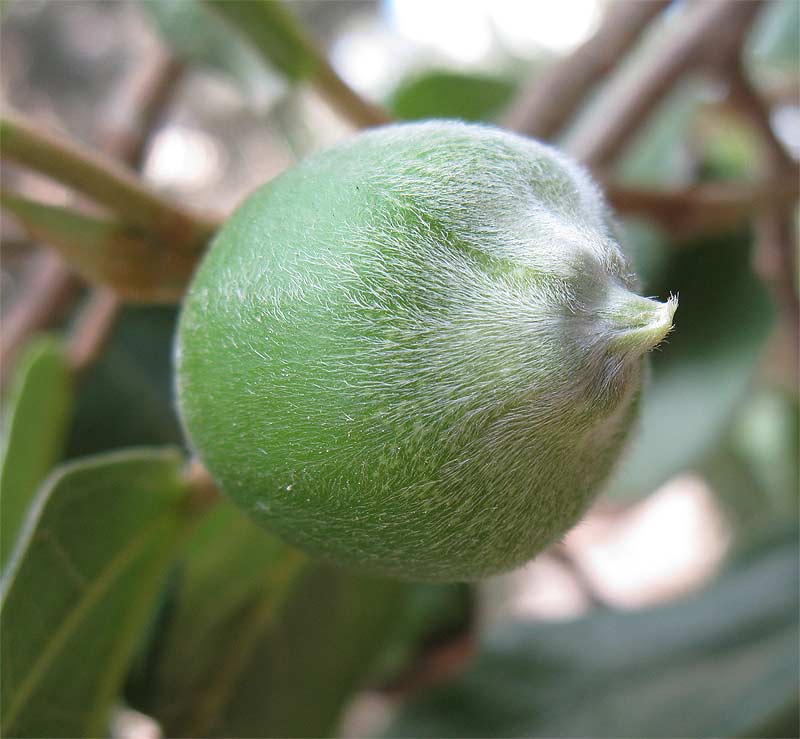 Image of Ficus pumila specimen.