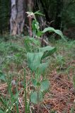 Epipactis helleborine