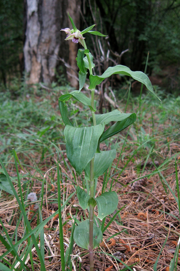 Изображение особи Epipactis helleborine.