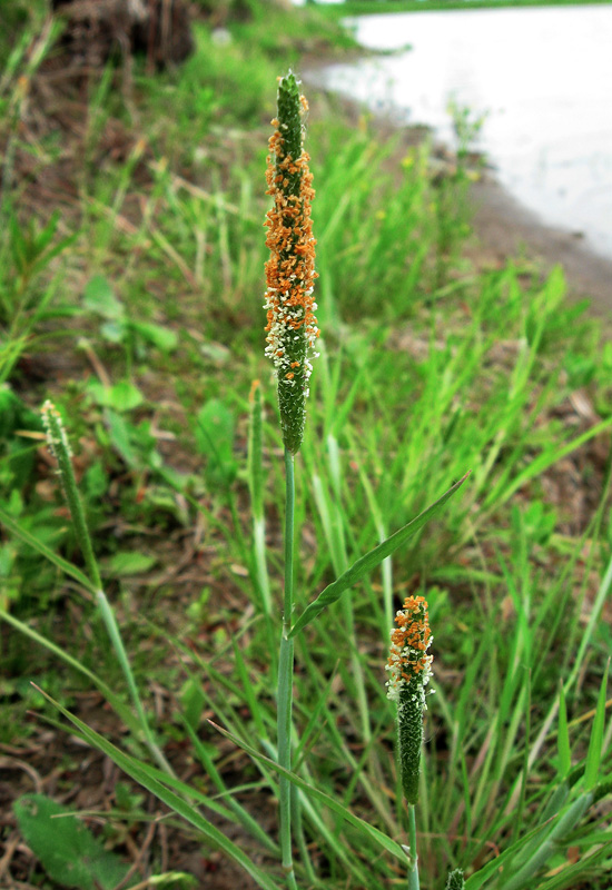 Image of Alopecurus aequalis specimen.