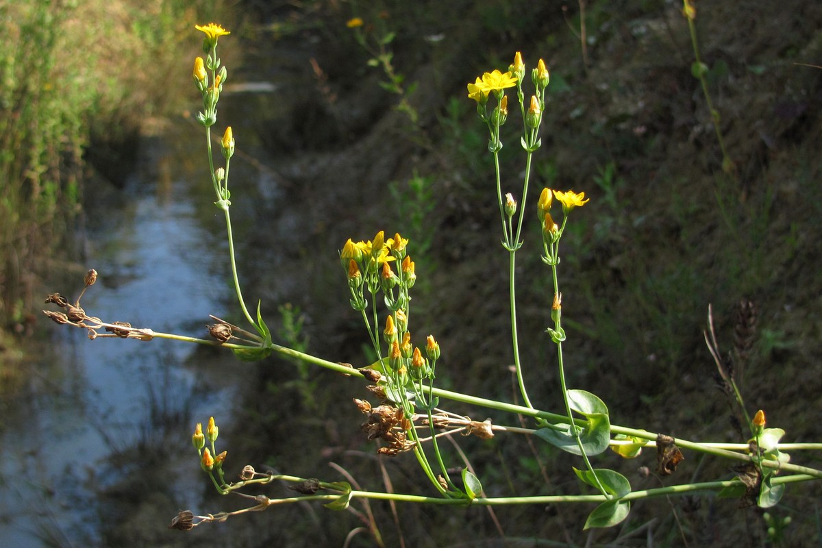 Image of Blackstonia perfoliata specimen.