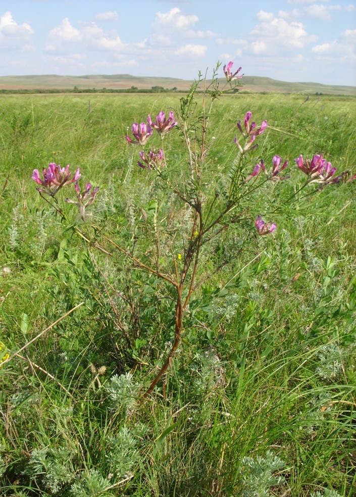 Image of Astragalus cornutus specimen.