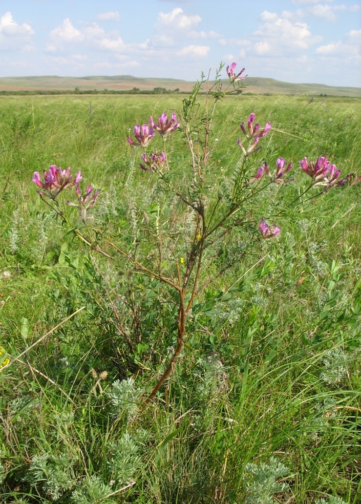 Изображение особи Astragalus cornutus.