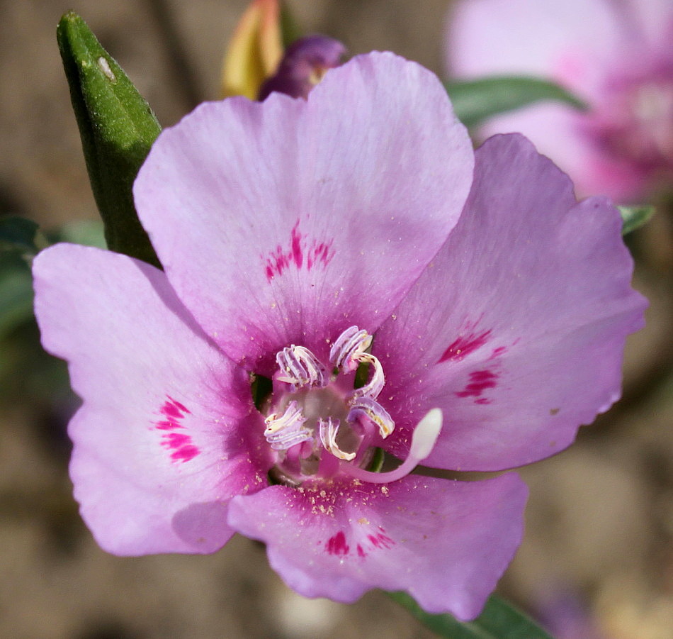 Image of Clarkia amoena specimen.