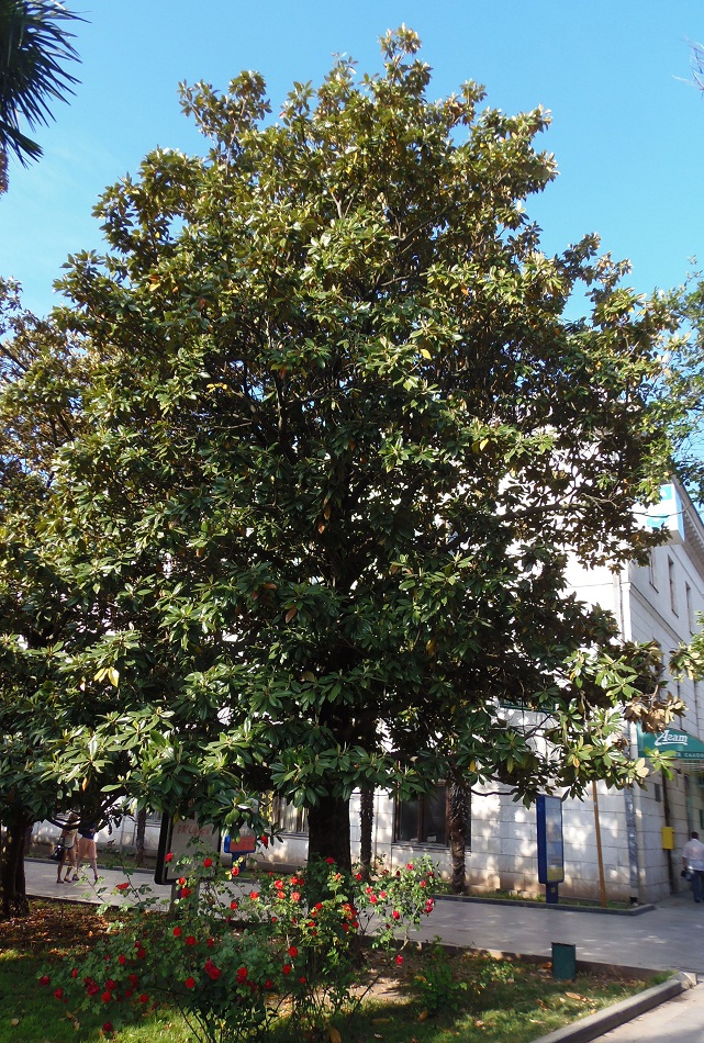 Image of Magnolia grandiflora specimen.