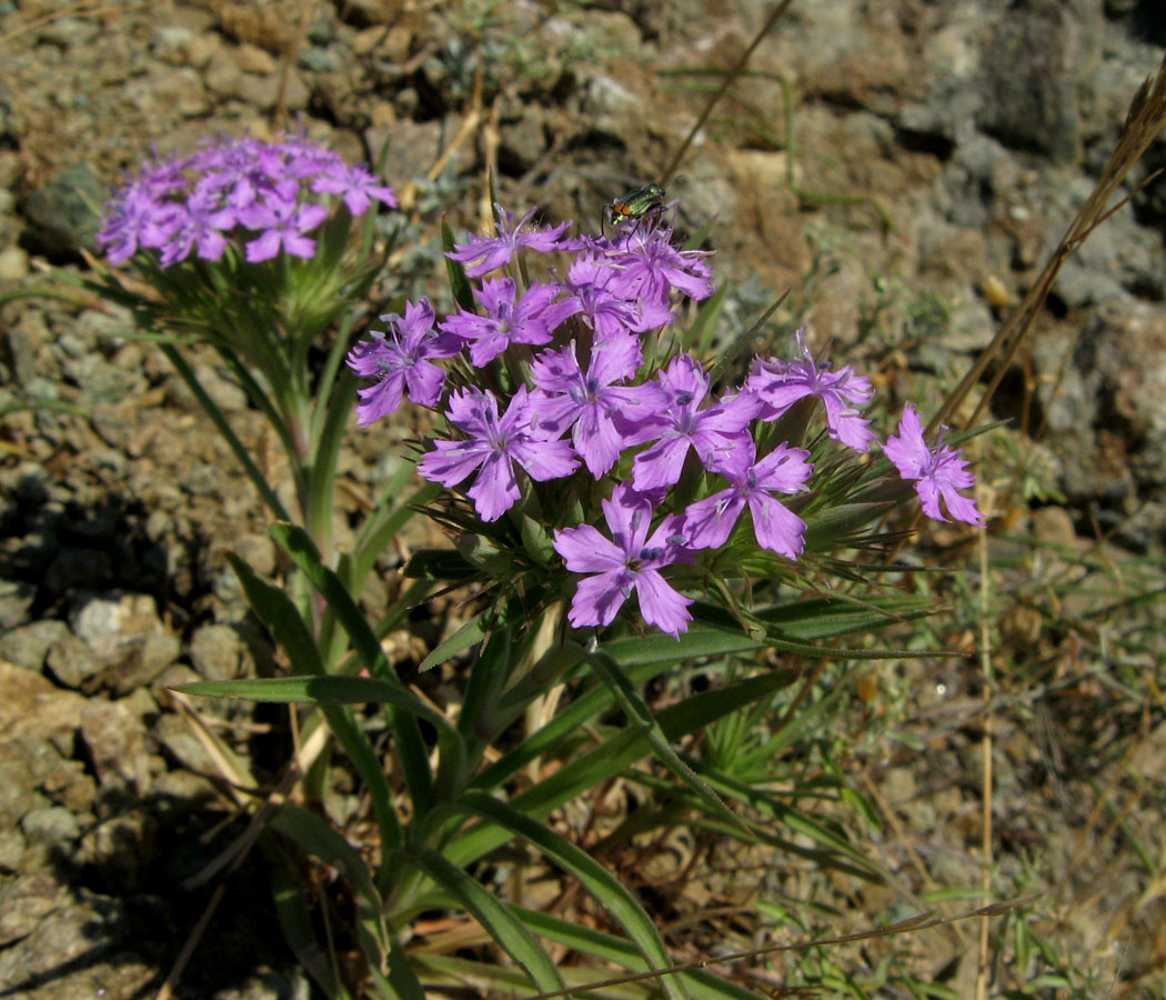 Image of Dianthus pseudarmeria specimen.