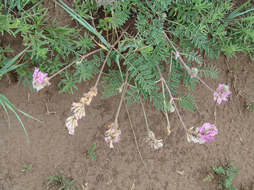 Image of Hedysarum gmelinii specimen.