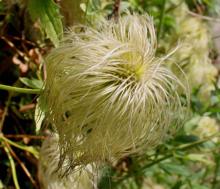 Image of Clematis tangutica specimen.