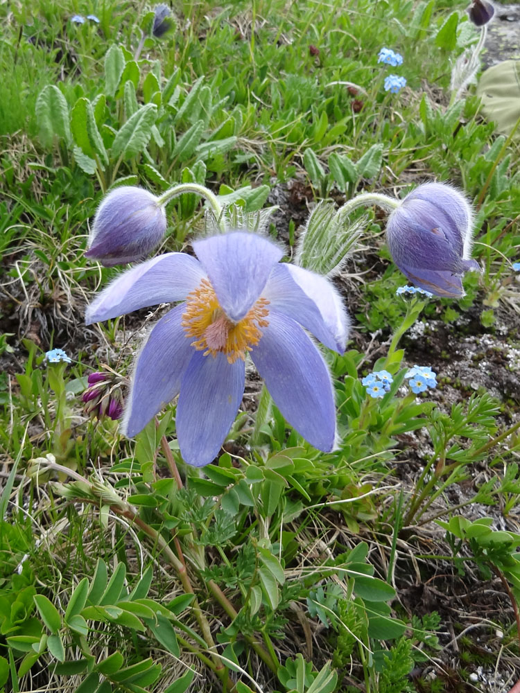 Image of Pulsatilla patens specimen.