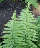 Dryopteris affinis. Верхние части вай. Германия, г. Duisburg, Ботанический сад. 20.09.2013.