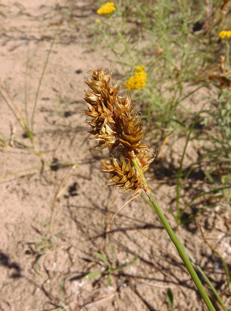 Image of Carex colchica specimen.