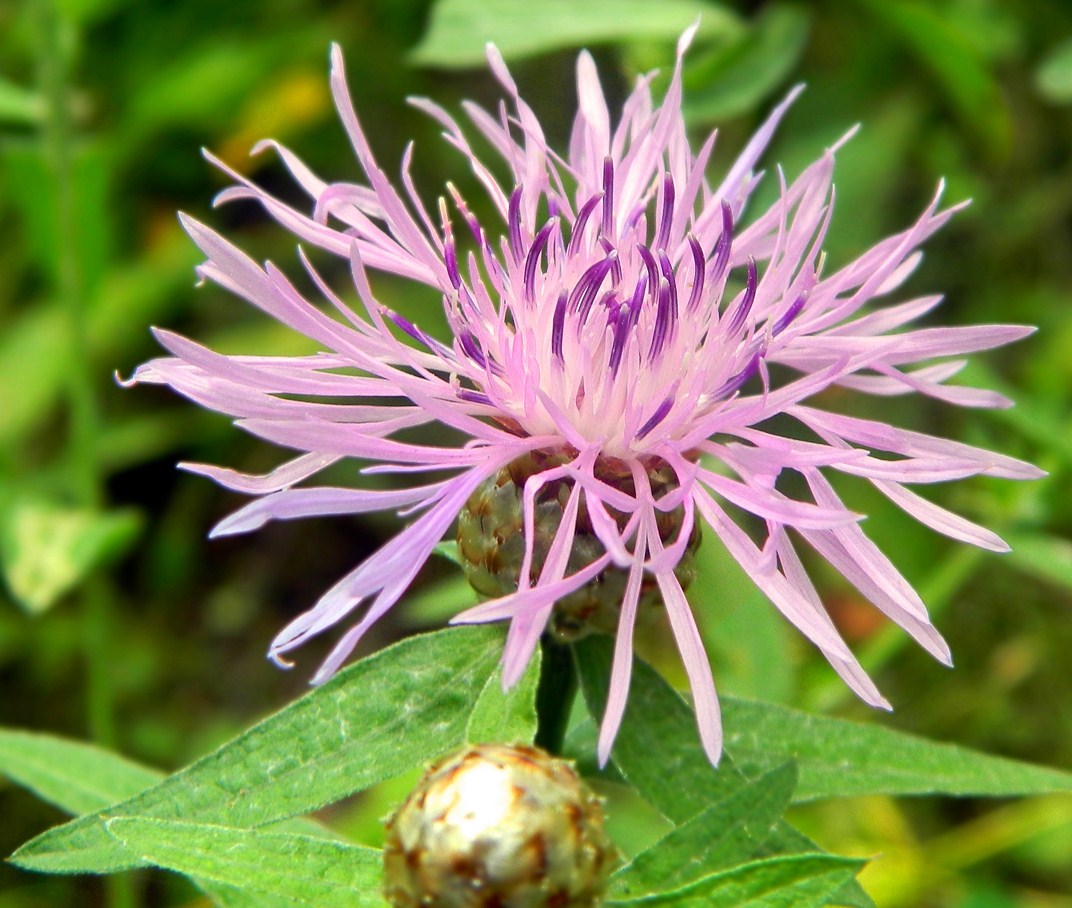 Image of Centaurea jacea specimen.