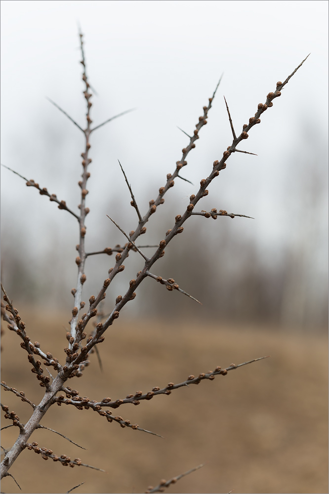 Изображение особи Hippophae rhamnoides.