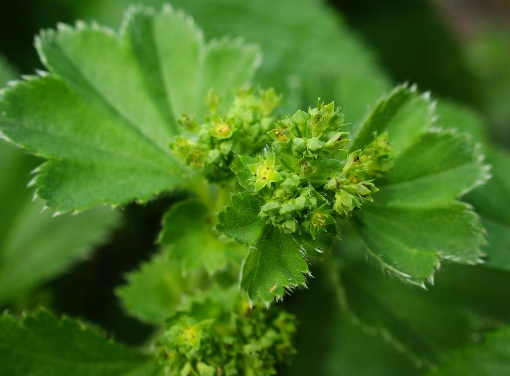 Image of genus Alchemilla specimen.