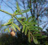 Cephalotaxus harringtonia