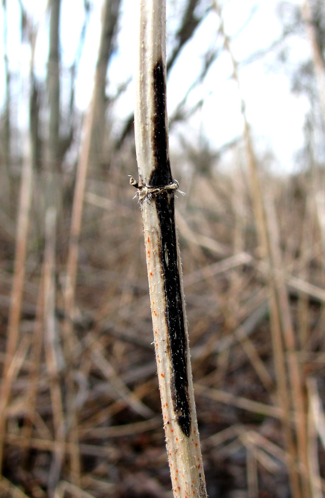 Image of Urtica dioica specimen.